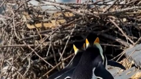 Pinguine im Storchennest