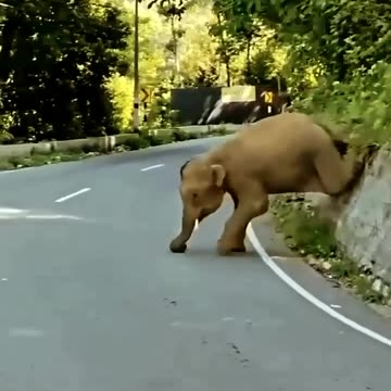 The Elephant Cub Wants To Play 🐘💕