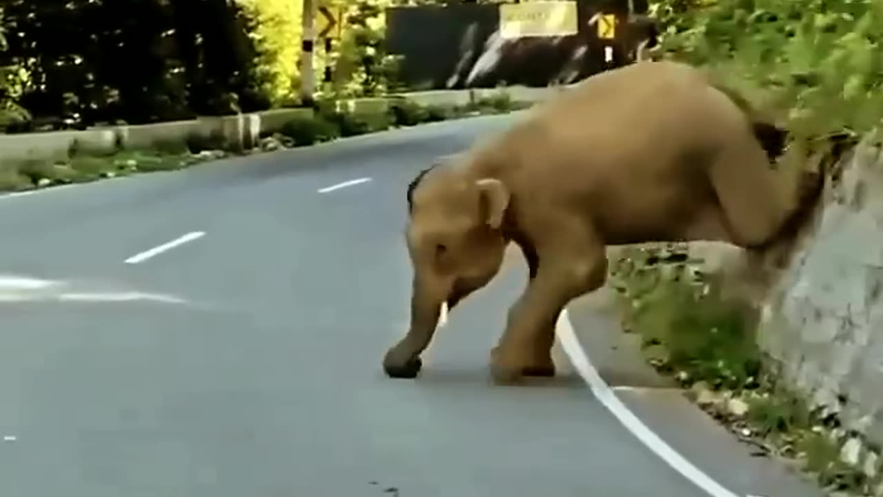 The Elephant Cub Wants To Play 🐘💕