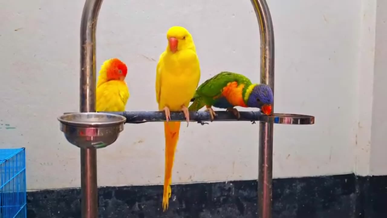 Funniest Animals Videos Birds