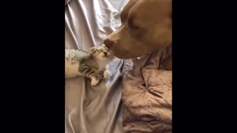 Funny Cute Dog & Cat - Try Not To Laugh...