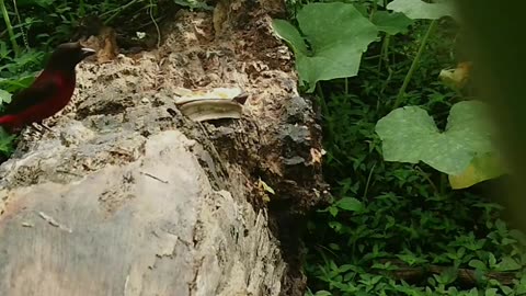 Silver beaked Tanager