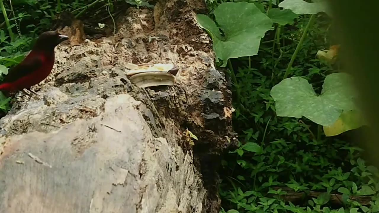 Silver beaked Tanager