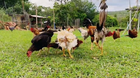 Chickens Looking Food in the Soil | Hen and her Chicks Looking for Food