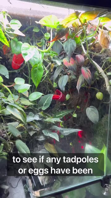 Tadpole Cups - Poison Dart Frogs