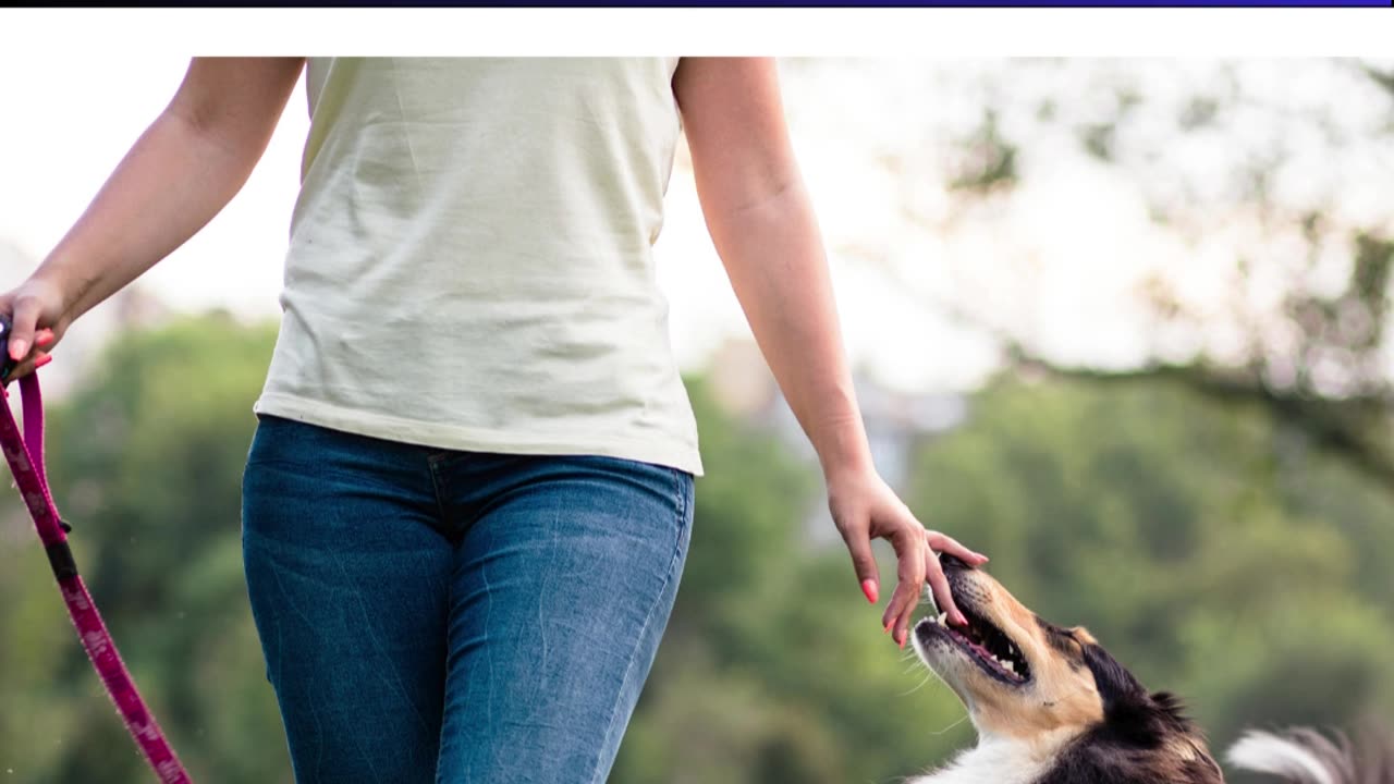 Dog Walker Passeador cães