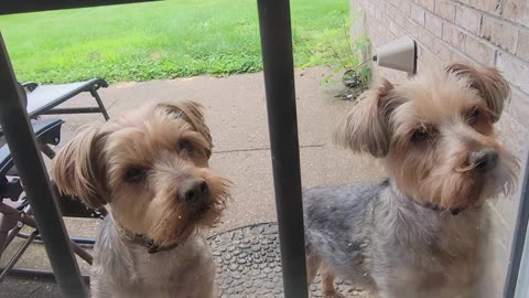 Batman & Chewy--Demolition Dogs! #funnydogs #yorkies