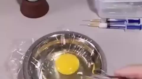 How A Chick Born From A Egg 🐣 - Interesting Video - 😱