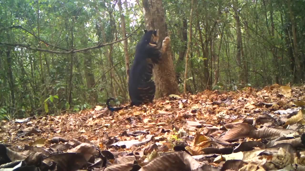 🤯✨ Witness the Rarest Black Tiger Mark Its Territory! | FeedMyCuriosity