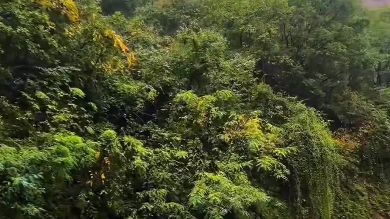 Funny videos