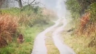 Tiger stopping for elephants to cross the road