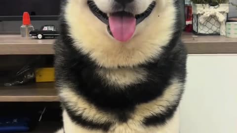 Dog's Comedy Videos 🤣 so cute videos and puppies comedy scenes 🤣 so cute 🥰🥰