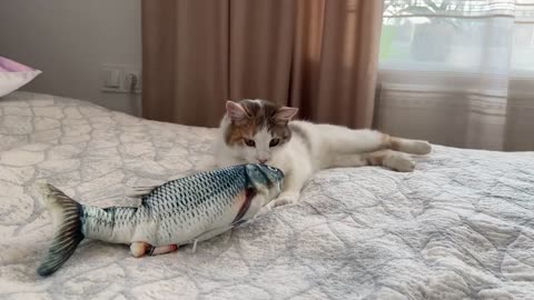 Cat vs Fish