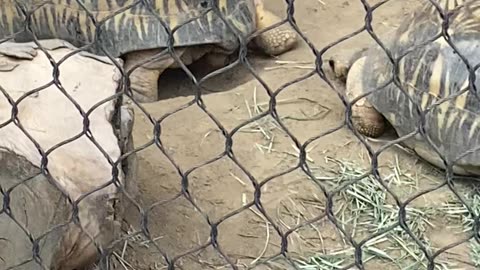 Radiated Tortoise 🐢 #radiatedtortoise #shorts #followme #trending #tortoise #viral