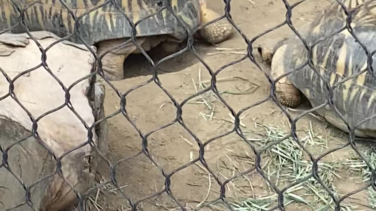 Radiated Tortoise 🐢 #radiatedtortoise #shorts #followme #trending #tortoise #viral