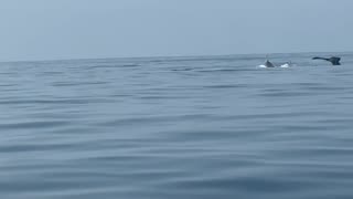 Whale watching Ixtapa