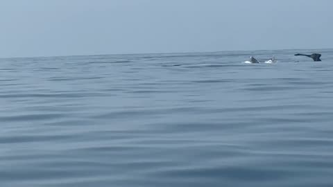 Whale watching Ixtapa