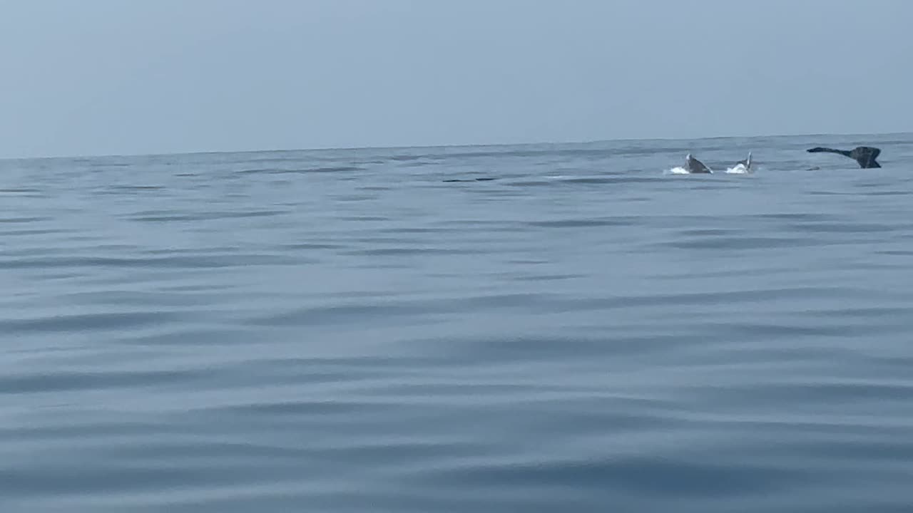 Whale watching Ixtapa