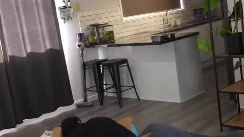 How different animals stub their toe if they were people. Part 2