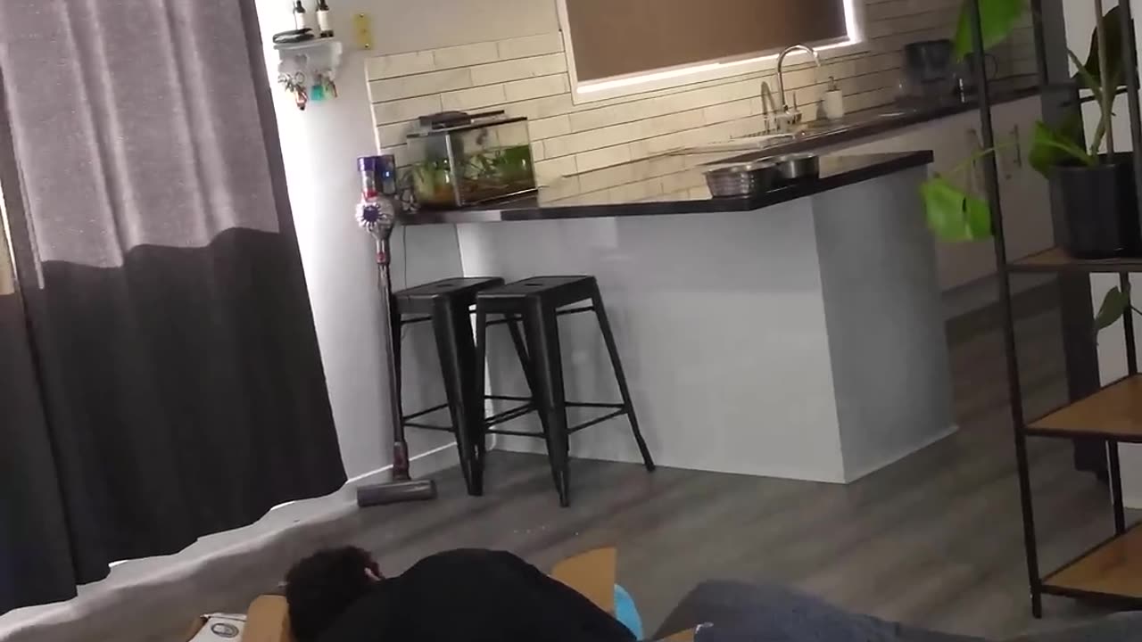 How different animals stub their toe if they were people. Part 2