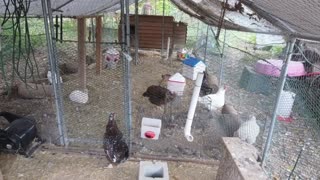 Chicken Live Stream
