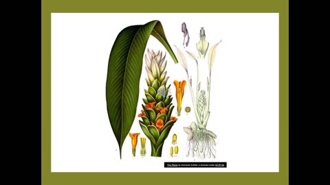 Odds and Ends S3 12 Turmeric Revisited