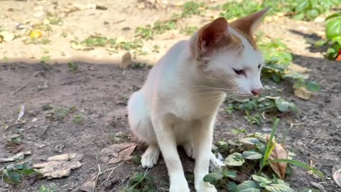 Cats are playing happily🐈😍 #Diana-videos #cat #cute