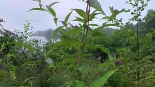 ☔️💧 The Magic of Rain on the Lake | FunFM