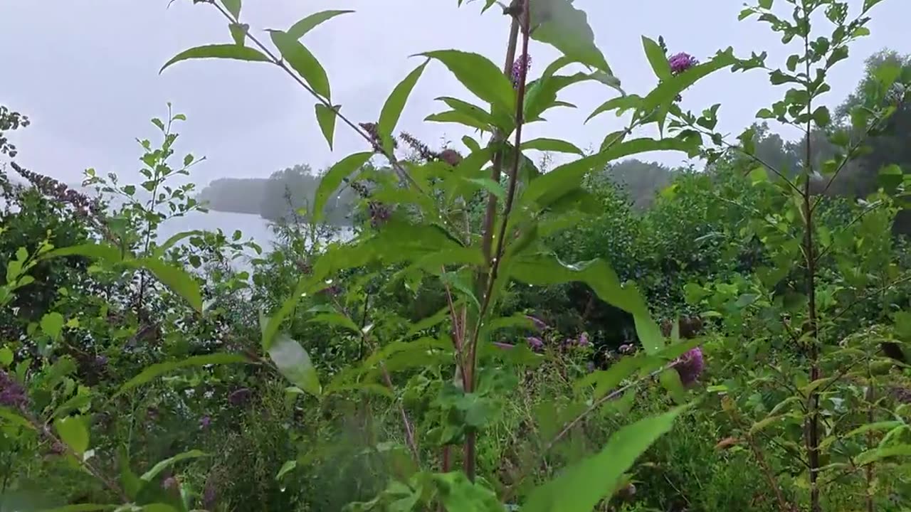 ☔️💧 The Magic of Rain on the Lake | FunFM