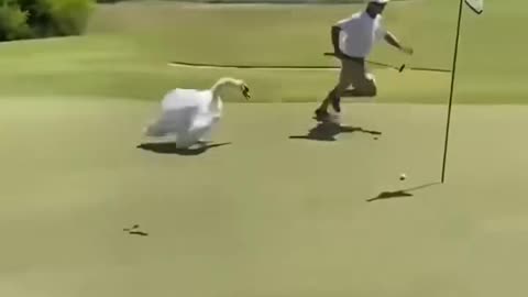 How did the swan chase away the golfer