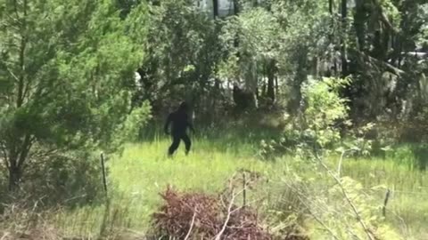 BIGFOOT SIGHTING PHOTOS
