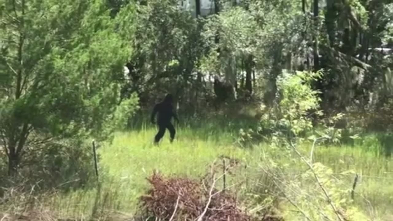 BIGFOOT SIGHTING PHOTOS