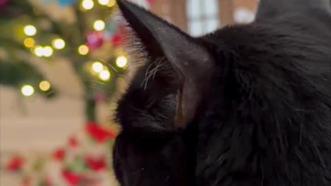 Cute Precious Piper Gazes at the Christmas Tree - My Adopted Shelter Cat Vlog. #shorts