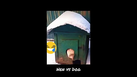 Chicken vs Dog