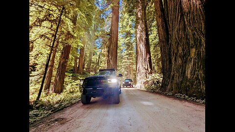 Lost Among Giants: Exploring the Redwood Coast Adventure Trail