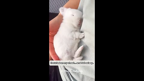 Kind Woman Rescues a Newborn Bunny in Her Garden.