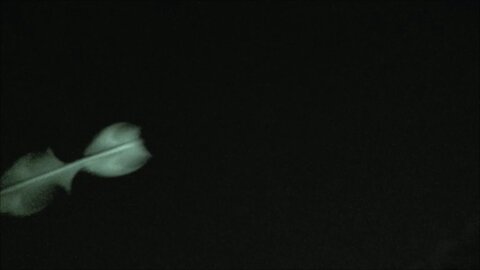 UFO IDENTIFIED Barbell ET Drones Over Adelaide 27, 28 December 2025