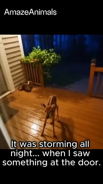 Love All Life Always #319 - All Creatures Respond To Love And Kindness. Love All Life Always!