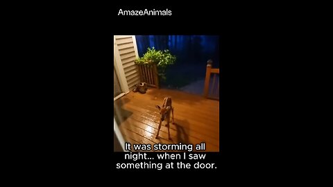 Love All Life Always #319 - All Creatures Respond To Love And Kindness. Love All Life Always!