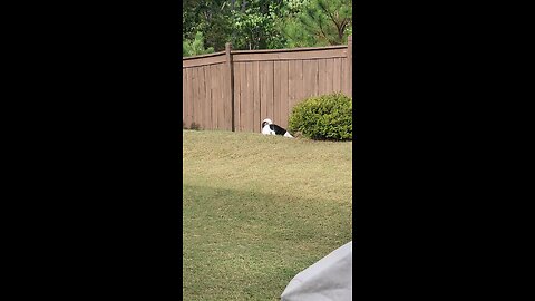Outdoor Dog