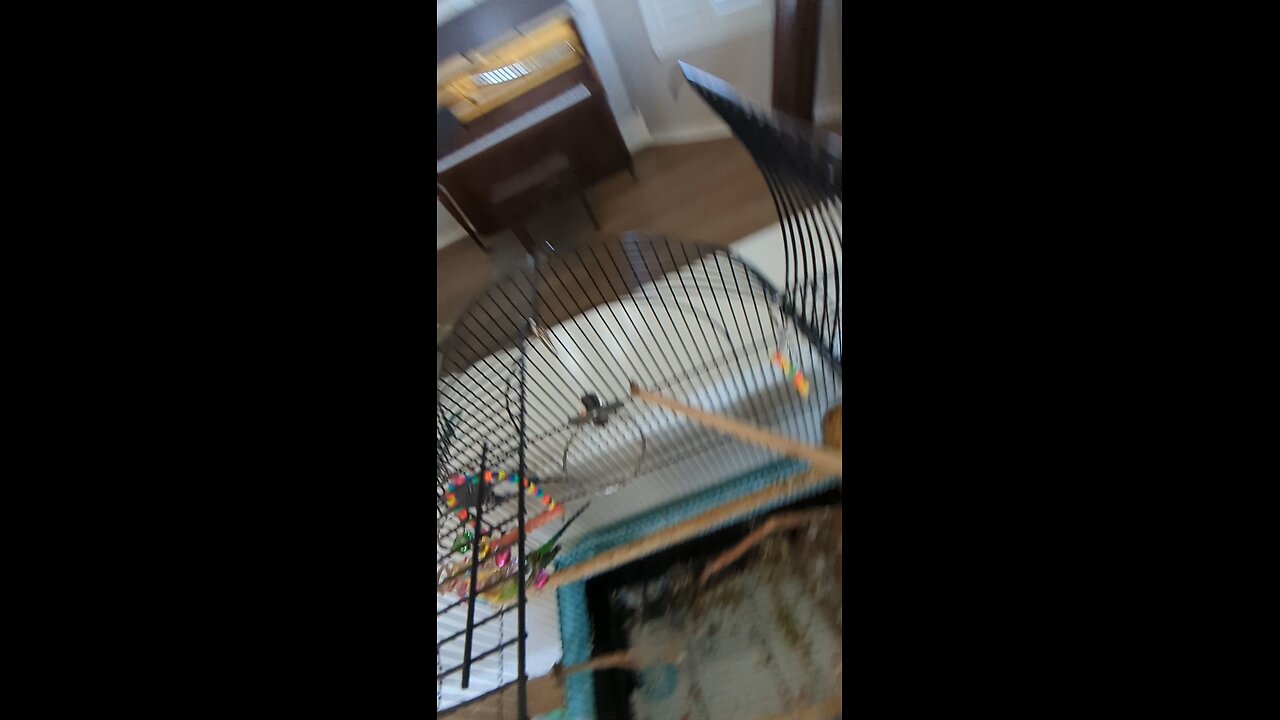 Baby Budgies 8 and 10 Days Old