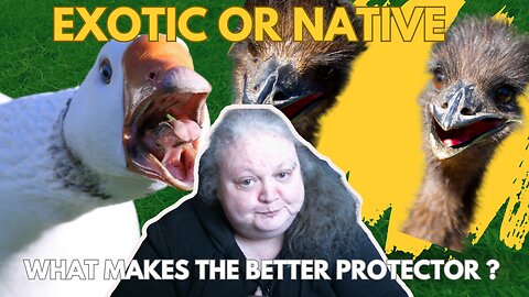What's With All The Exotic Animals ?