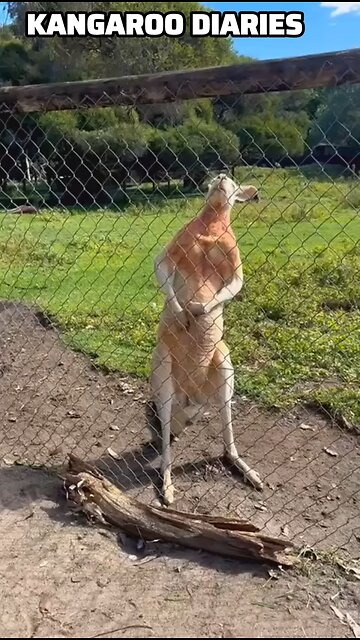 Kangaroo diaries only in Australia 🇦🇺