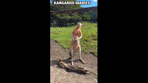 Kangaroo diaries only in Australia 🇦🇺 