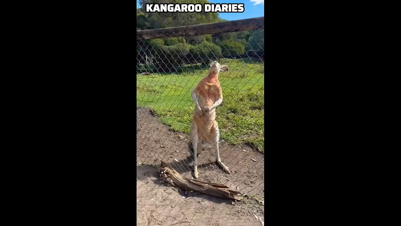 Kangaroo diaries only in Australia 🇦🇺