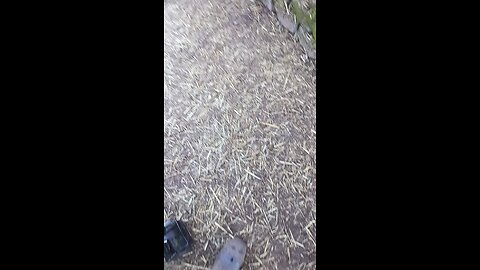 dog shit patrol, 10 plus external and crawlspace water heater