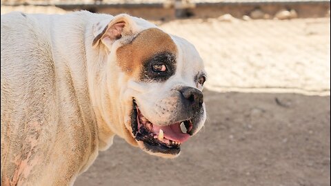 DHS rescued this boy at the border. Gen George S. Patton would be proud! [EP 73]