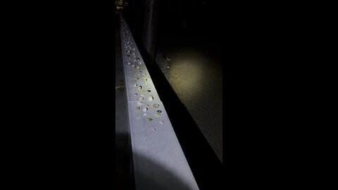 Marco Island Shell Fairy Strikes Again! | 4K