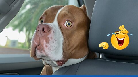 New Funniest videos of Cats🐈 and Dogs🐕2025. Try Not To Laugh 😂