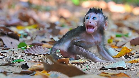 Mom IVY Walking Away From Baby Monkey IDRIS, Crying Loudly